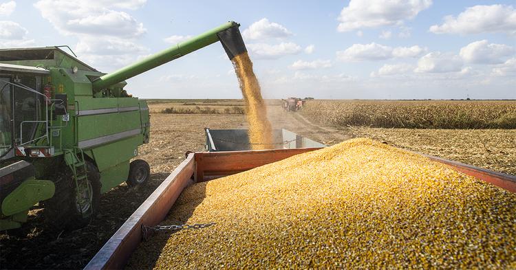 Clima nos EUA mantém volatilidade da soja e exige vendas escalonadas no Brasil