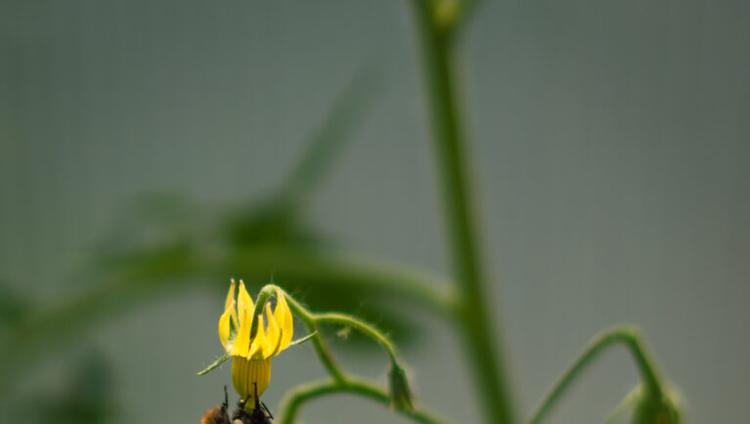 Precision Pollination Could Improve Fruit Crops
