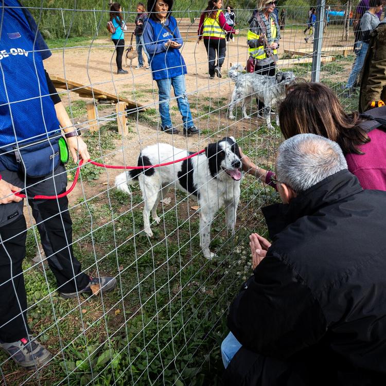 I passi più corti nei cani anziani sono un segnale di demenza