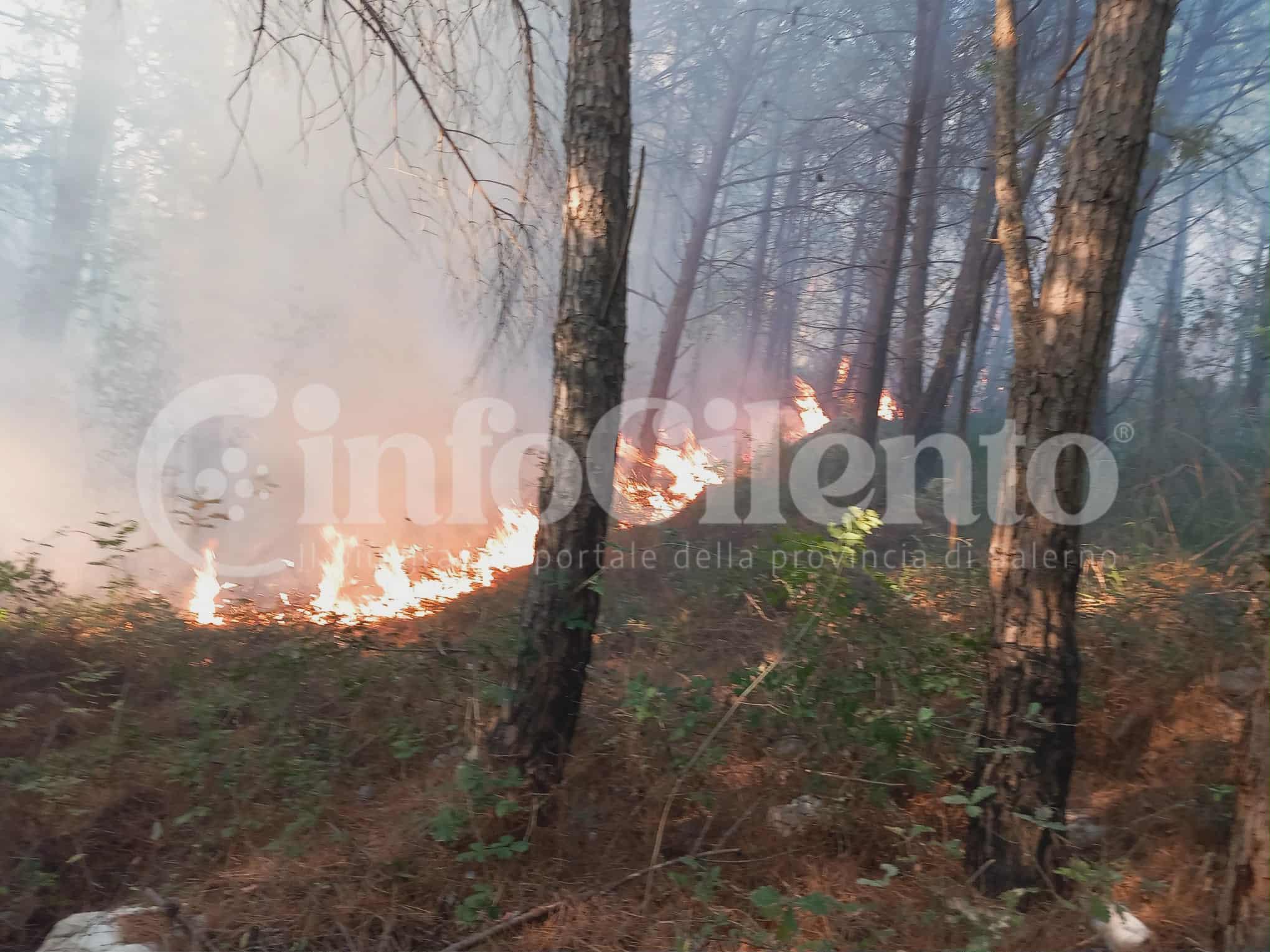 Parte la campagna antincendio boschivo 2026, piano speciale dei Carabinieri per sei aree a rischio. C’è anche il Cilento