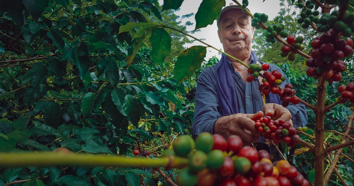 Dia Internacional do Café: como as cooperativas sustentam a produção no Brasil