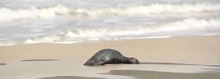 Mais de 15 pinguins são encontrados mortos em praia de Florianópolis