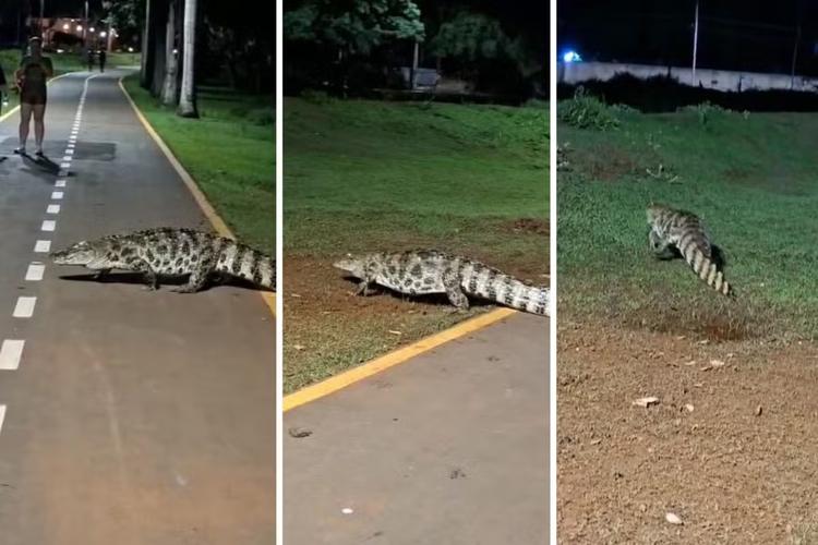 Tá passeando? Jacaré atravessa ciclovia da Lagoa Maior e chama atenção de moradores em MS