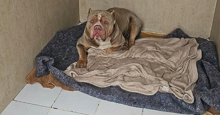 Cão da raça American Bully é resgatado na BR-101 entre Balneário Camboriú e Itajaí