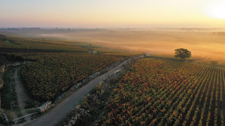 #lacotedorjadore : La route de la truffe de Bourgogne