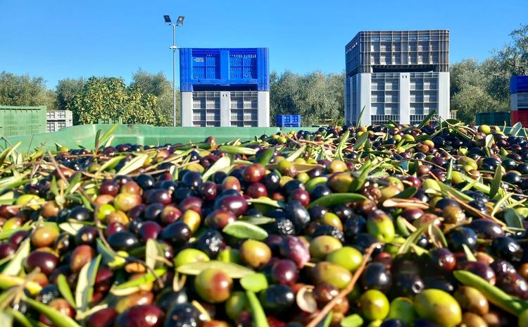 Crisi dell’olio, arriva il DAO ma la protesta non si ferma