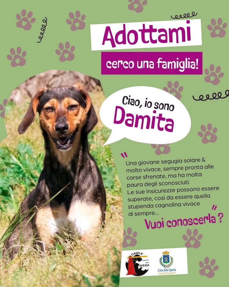 A vederla correre libera, Damita è pura energia: una segugetta slanciata, solare e instancabile. Ma se venite a trovarla...