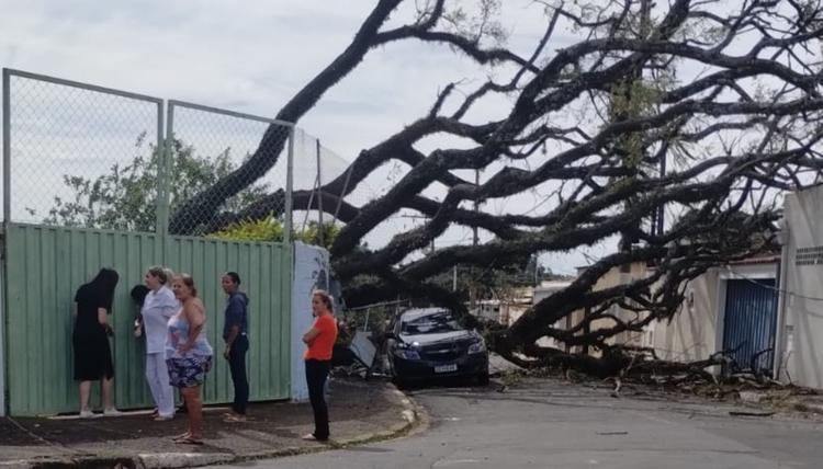 Árvore cai, derruba muro de escola estadual e atinge carro em Campinas