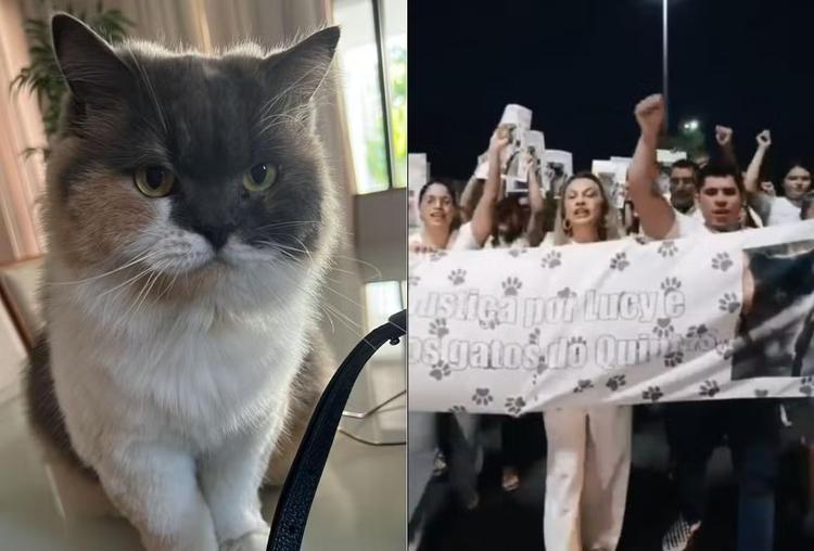 'Lei Lucy': RN sanciona lei que proíbe captura e expulsão de animais comunitários