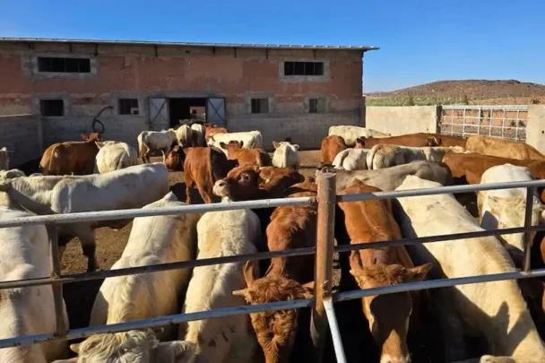 مربو الماشية الإسبان يطالبون باستئناف صادرات الأبقار إلى المغرب