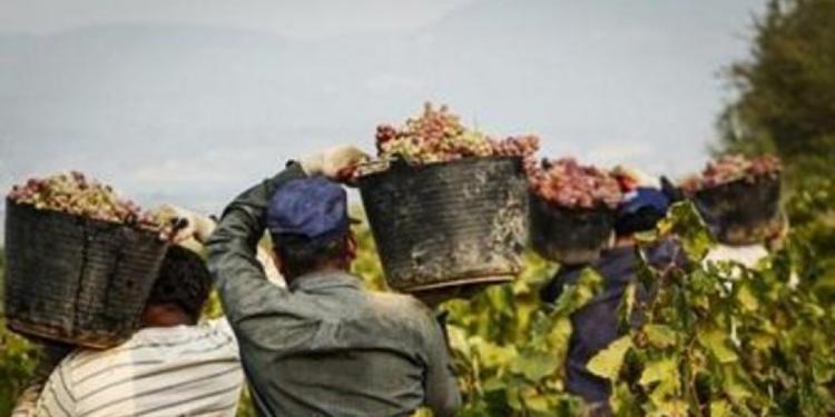 Lavoro nero e caporalato, in Italia un giro d'affari da 77 miliardi di euro all'anno. Calabria in cima alla classifica