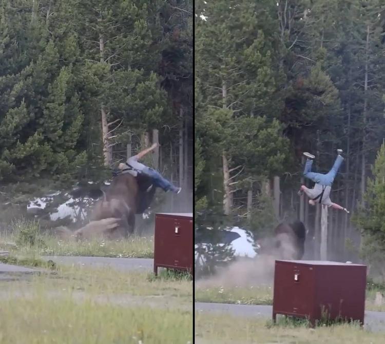 Paura al parco di Yellowstone, bisonte carica un turista e lo scaraventa a 2,5 metri di altezza