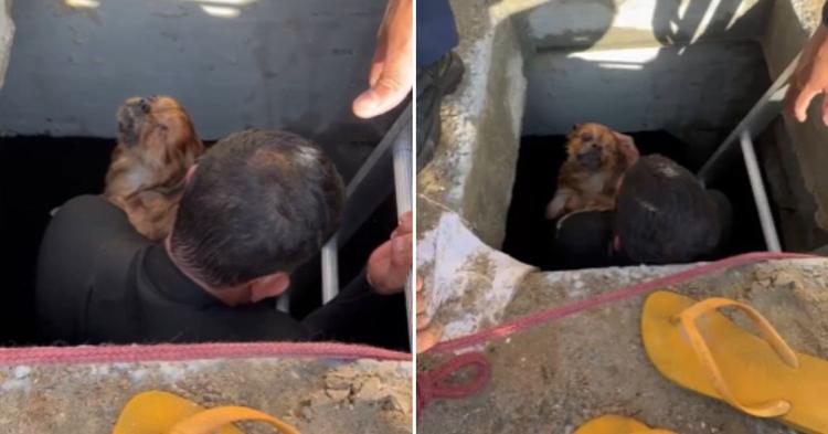 Cachorro é resgatado após cair em galeria de macrodrenagem na Praia Central&nbsp;em Balneário Camboriú
