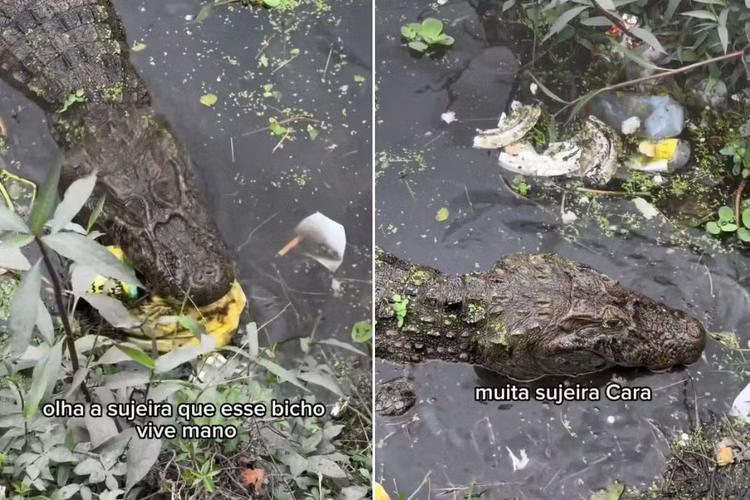 Motoboy flagra jacaré mordendo garrafa PET em meio ao lixo em lagoa no litoral de SP: 'Desespero'; VÍDEO