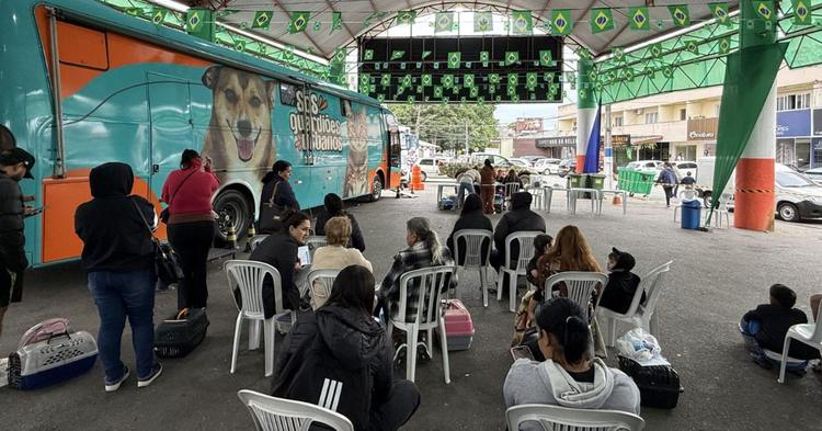 Camboriú terá mutirão gratuito de castração para mais de 240 cães e gatos