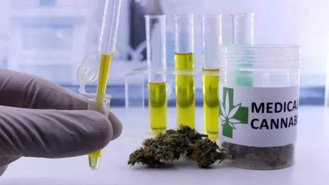 Autorizações para importação de cannabis aumentam 29% em 2026