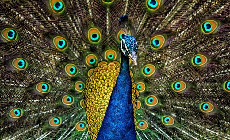 peacock 