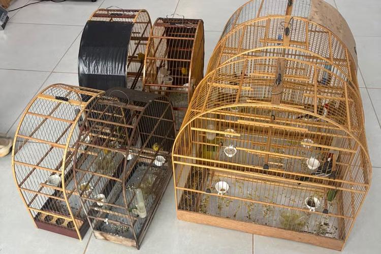 Aves silvestres mantidas ilegalmente em cativeiro são resgatadas no interior de SP