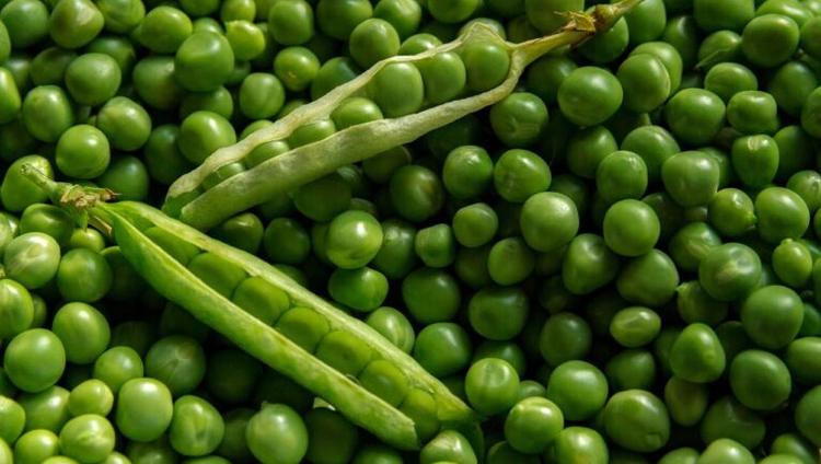 Pea Protein Project to Decrease UK Soybean Imports