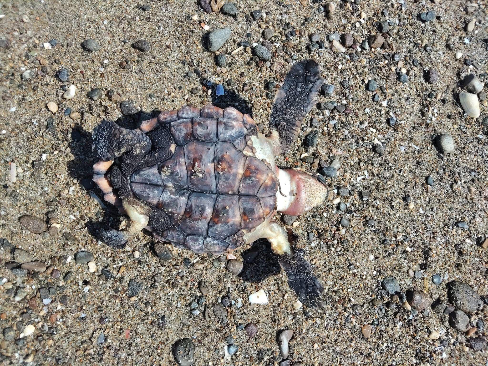Tartaruga Caretta caretta trovata morta ad Agropoli