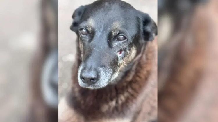 MP-SC pede arquivamento do caso do cão Orelha e descarta maus-tratos
