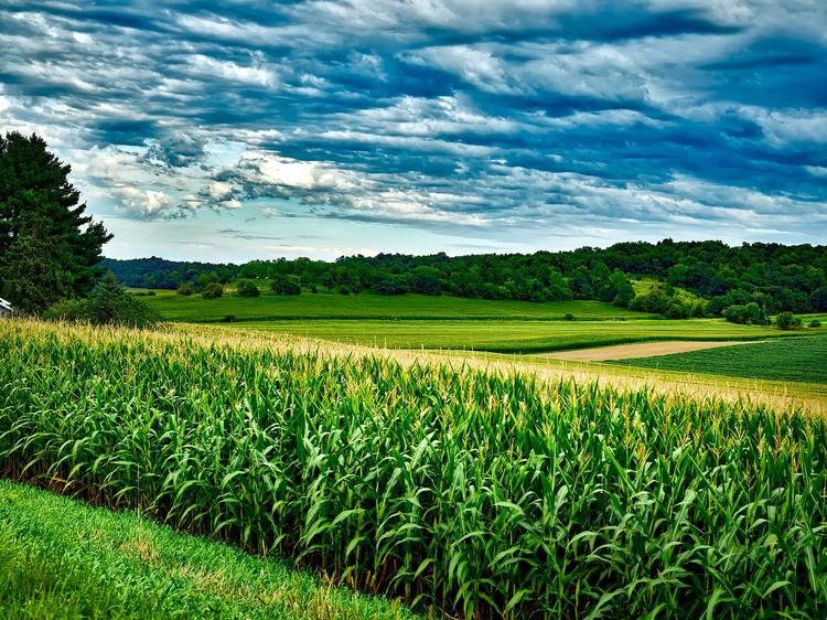New Gene In Maize Captures More Water And Nutrients