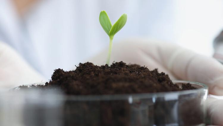 Scientist holding petri dish with earth and green plant sprout in his hands in laboratory closeup. Plant selection concept
