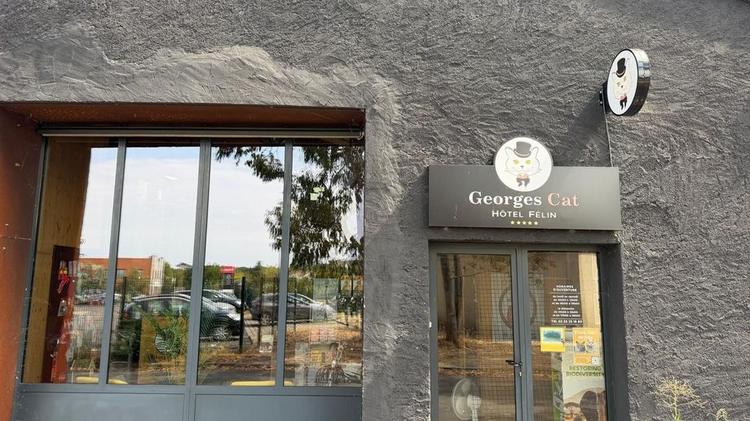 Au Georges Cat à Vertou, les chats peuvent se prélasser dans un hôtel cinq étoiles