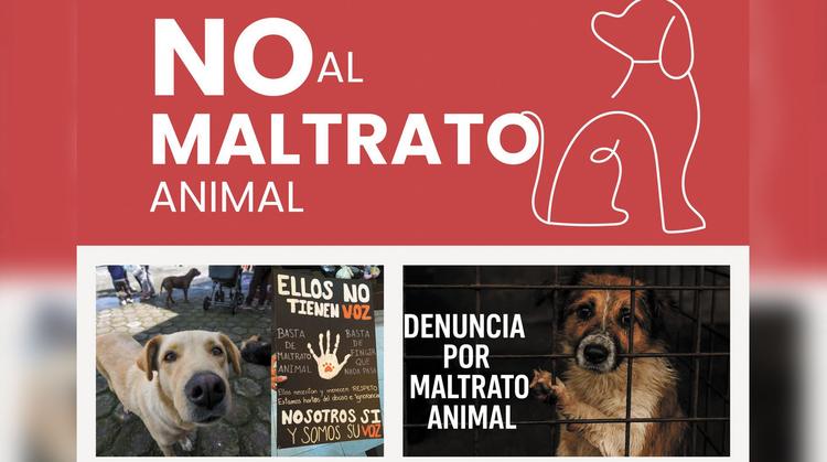 ¡Alto a la crueldad! Yecapixtla lanza campaña contra el maltrato y abandono animal