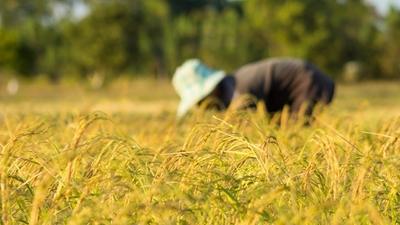 Productores de arroz confían en el Gobierno para salvar la cosecha tras derogación de decreto