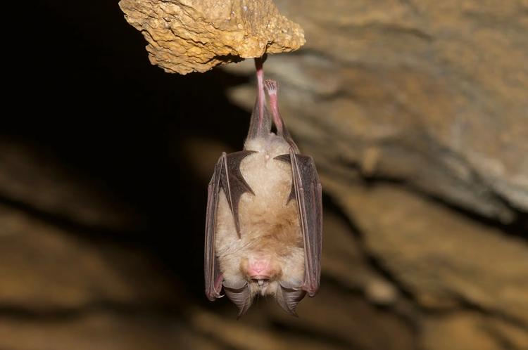 Chauve souris dans la grotte de Tourtouse - ANA CEN Ariège