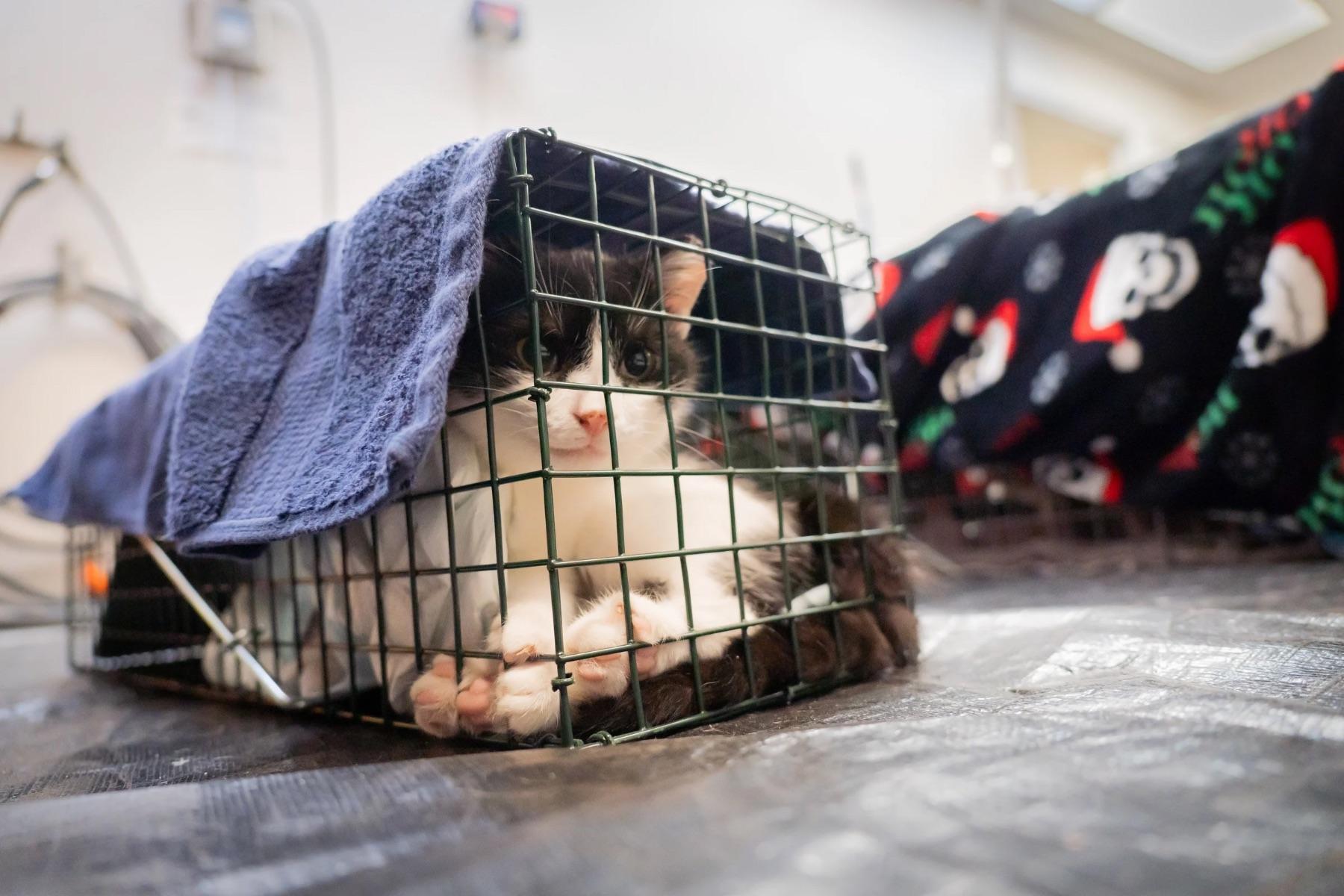 Berks ARL and No Nonsense Neutering partner with local municipalities to expand TNVR access ahead of “kitten season”