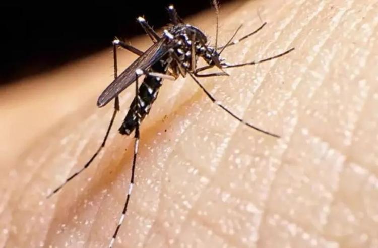 Mais de 20 mil vacinas da dengue devem chegar em Blumenau
