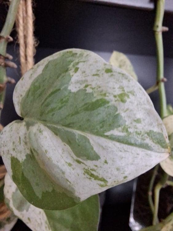 A plant leaf taken with macro lens