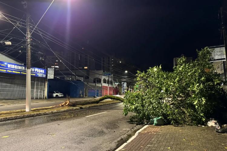 Árvore cai e interdita avenida Nelson D'ávila em São José dos Campos