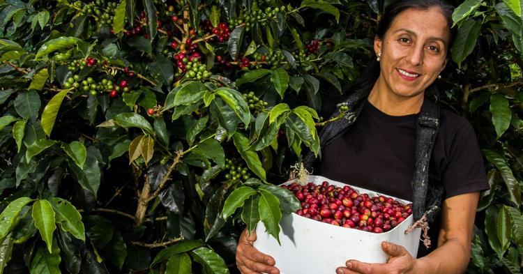 Maior grupo cooperativo de mulheres do café no mundo cresce 12,6% e chega a 2.179 cooperadas