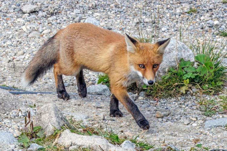 Protecting Wildlife Without Killing: A Call to Reform the Fox Vaccination Program in Greece
