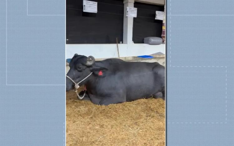 Búfala bate recorde mundial ao produzir mais de 40 kg de leite em torneio no Sul de Minas