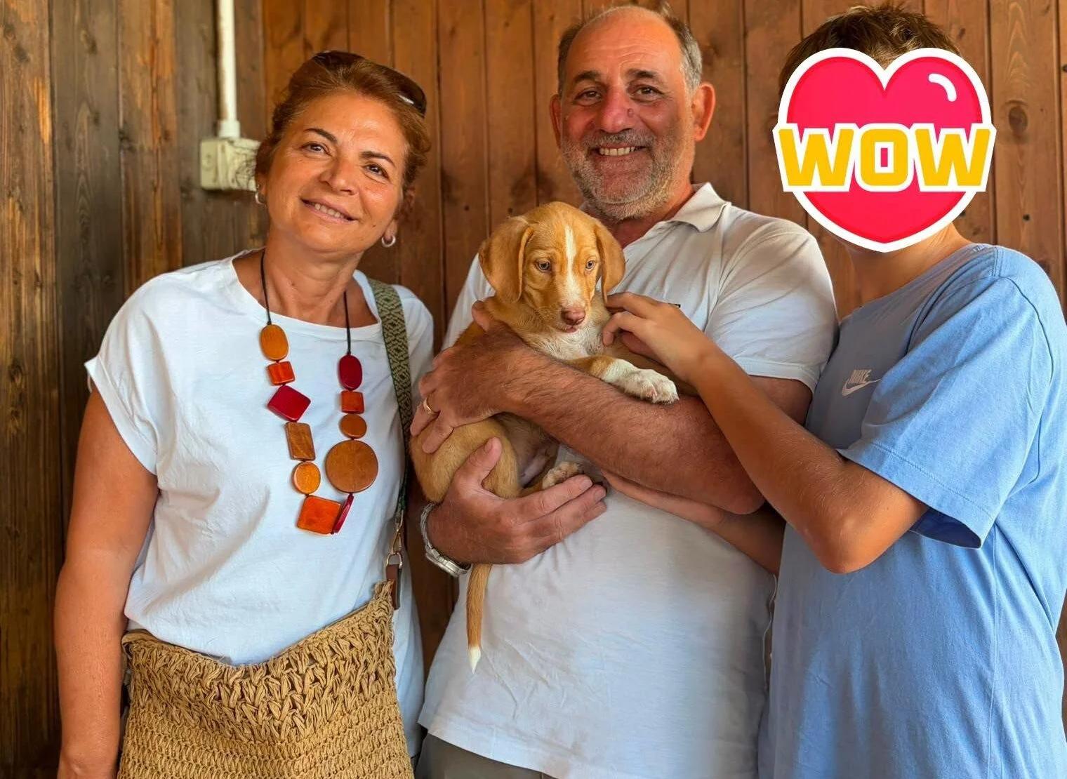 Dal randagismo all’adozione: la nuova vita dei cani di Sacco