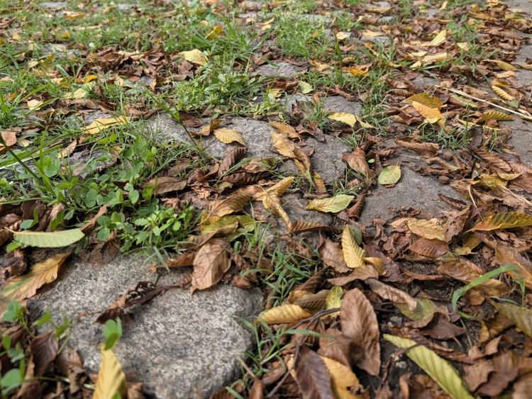 Fallen leaves on stone