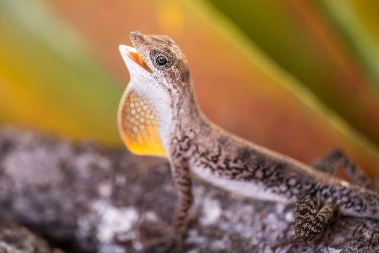 Cientistas encontram possíveis novas espécies em montanha isolada na Amazônia