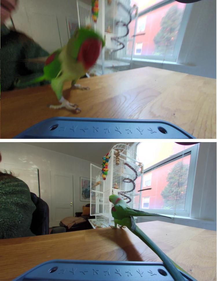 photos of a parrot taken by a birdbuddy home