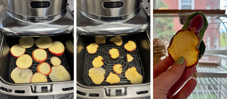 a parrot eating a slice of dried apple made in a cosori iconic air fryer