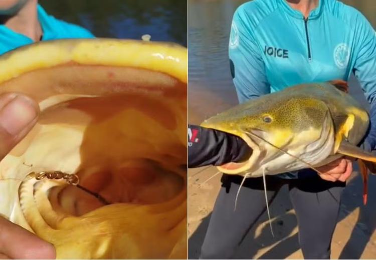 Guia coloca mão no estômago de pirarara para retirar anzol e salvar peixe no TO: 'Tinha engolido', afirma