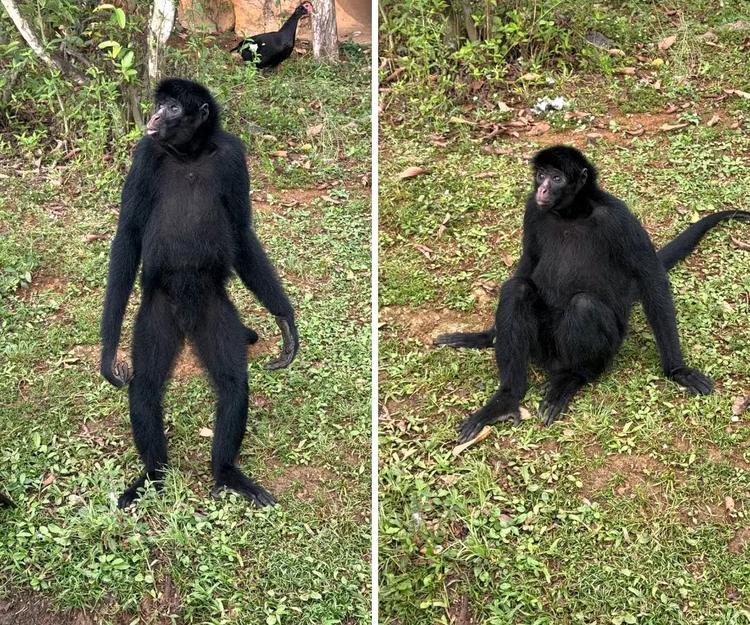 Tchuco, macaco-aranha de 23 anos, desembarca em Campinas para viver com três fêmeas em zoológico