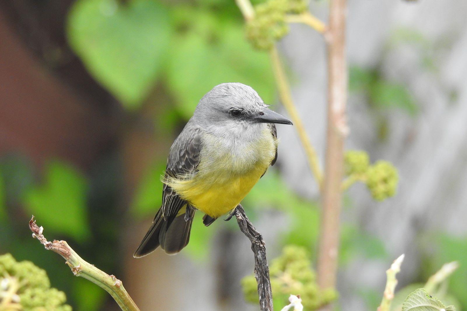 Colombia Takes First Place in Global Big Day Birdwatching Event for Fifth Consecutive Year