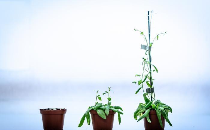 Scientists Decode Crop Stress Signals Linked to Climate Resilience