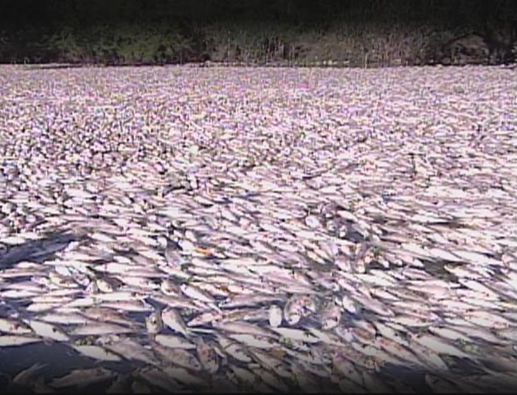 Vinte anos depois da tragédia que matou 86 toneladas de peixes, rio no RS ainda enfrenta desafios contra a poluição