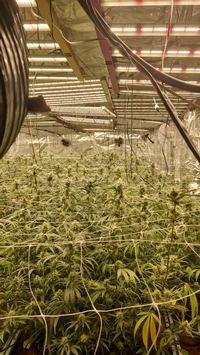 POL-EL: Fresenburg - Polizei entdeckt professionelle Cannabisplantage mit rund 1.900 Pflanzen