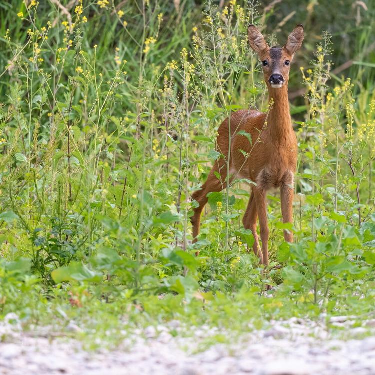 La 'mamma di Bambi' salvata dai Vigili del Fuoco vicino Udine